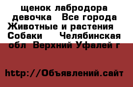 щенок лабродора девочка - Все города Животные и растения » Собаки   . Челябинская обл.,Верхний Уфалей г.